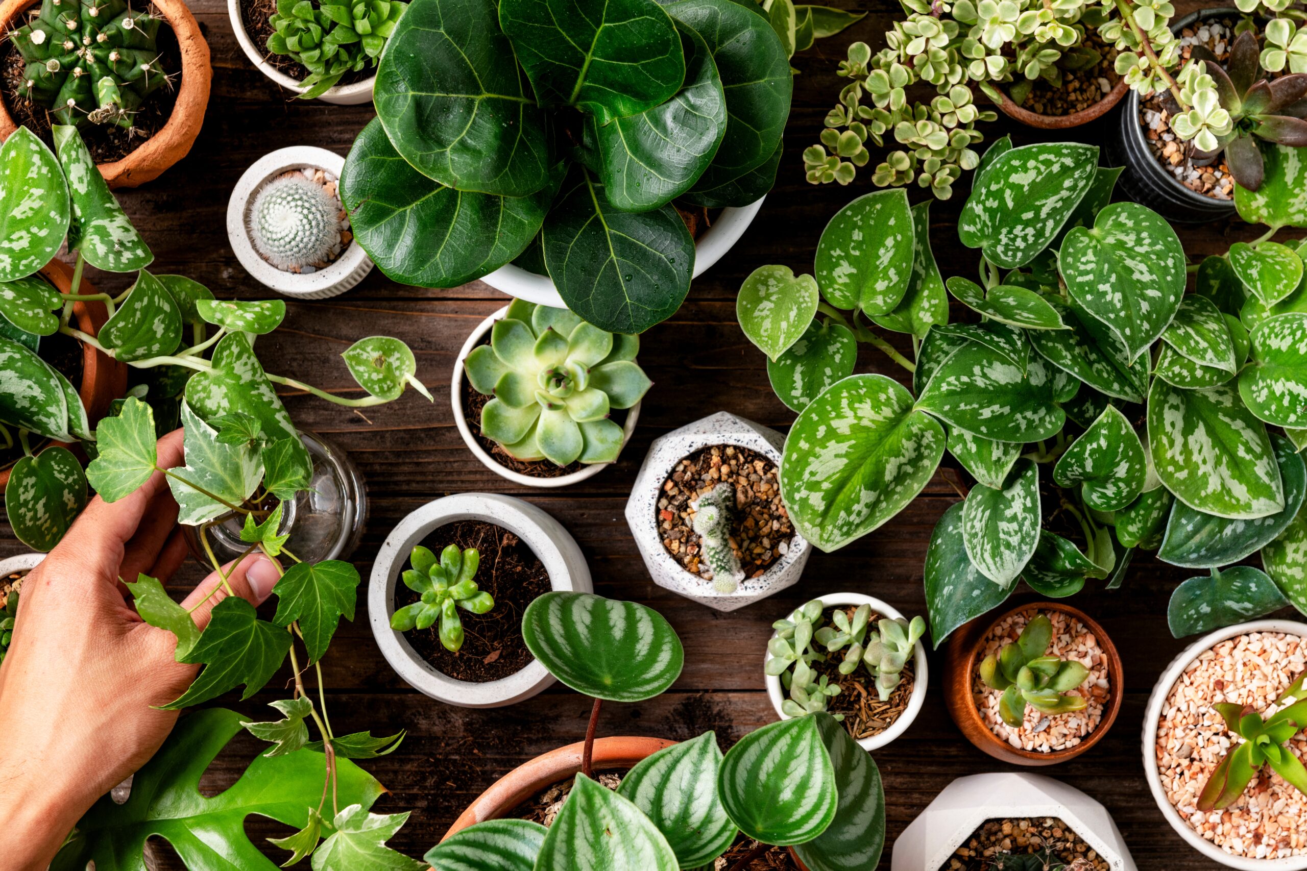 Best Indoor Plants for Fresh Air: Natural Ways to Improve Indoor Air Quality