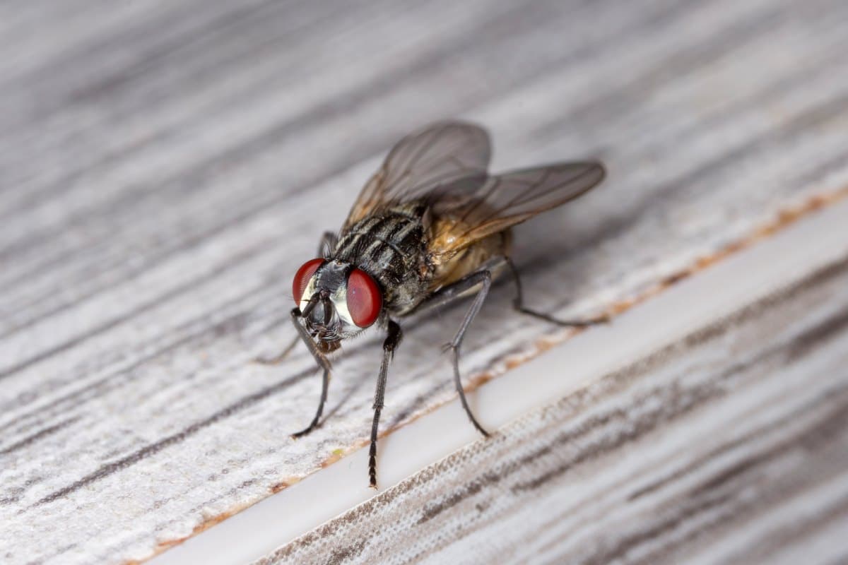 How to Get Rid of House Flies at Home: Effective Tips and Cleaning Solutions
