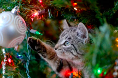 How to Cat Proof Your Christmas Tree: Keep Your Feline Safe and Your Decorations Intact